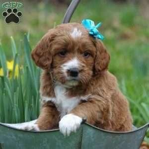 Summer Breeze, Mini Labradoodle Puppy